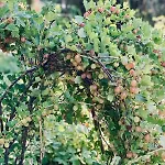 Urlaubsidylle Friedrichswalde *