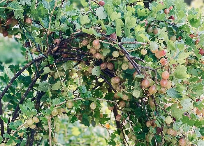 Urlaubsidylle Friedrichswalde *